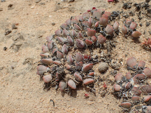 Image of Cheiridopsis rostrata by (c) Mahomed Desai, some rights reserved (CC BY)