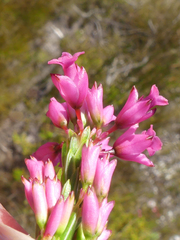 Erica vogelpoelii