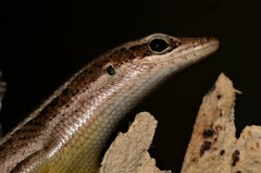 Trachylepis sechellensis
