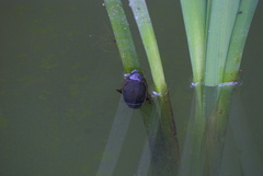 Dytiscus marginalis