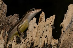 Trachylepis sechellensis