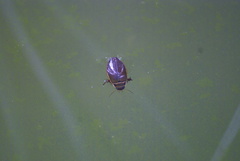 Dytiscus marginalis