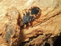 Sphedanocoris sabulosus