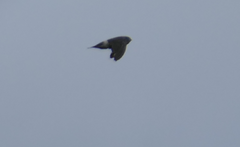 Aerodramus terraereginae