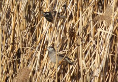Spodiopsar cineraceus