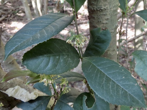 Osmanthus fragrans