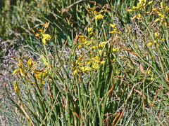 Bulbine glauca