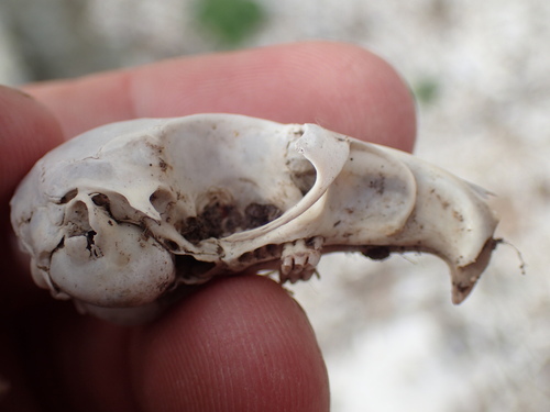 Cape Gerbil