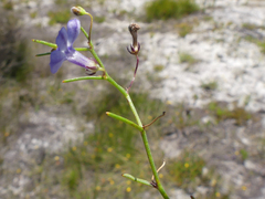 Lobelia setacea