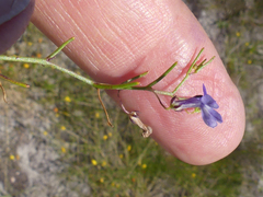 Lobelia setacea