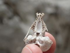 Chrysochloris asiatica