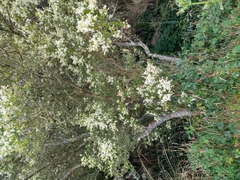 Bursaria spinosa spinosa