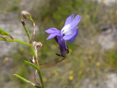 Lobelia setacea