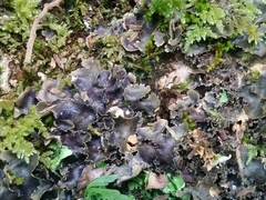 Pseudocyphellaria dissimilis