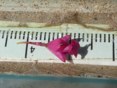 Erica vogelpoelii