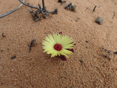 Cleretum bellidiforme