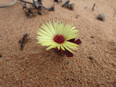 Cleretum bellidiforme