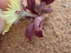 Cleretum bellidiforme