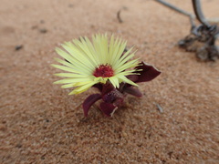 Cleretum bellidiforme