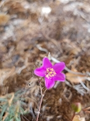 Phemeranthus mengesii