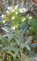 Echium aculeatum