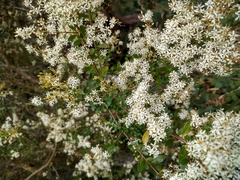 Bursaria spinosa spinosa