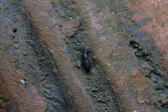 Cossoninae