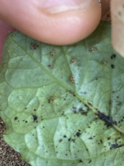 Acanthocheila visenda