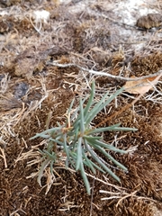 Phemeranthus mengesii