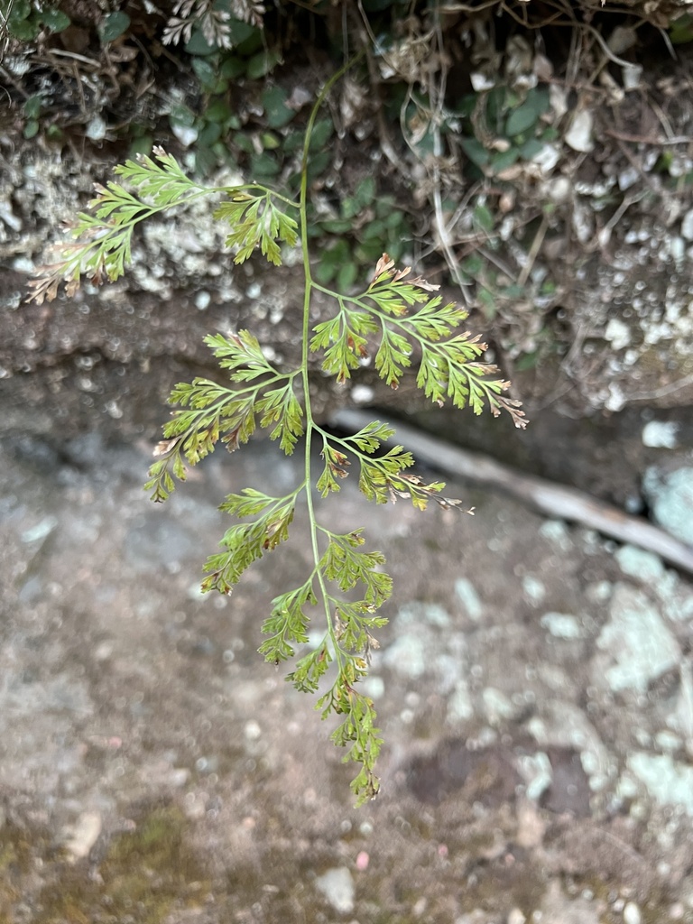 Asplenium sarelii (Asplenium sarelii)