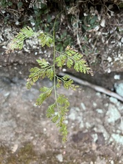 Asplenium sarelii