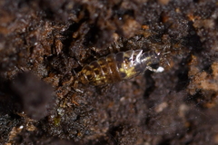 Styloniscus