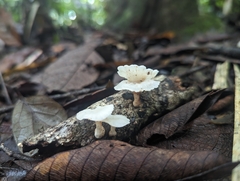 Favolaschia pustulosa