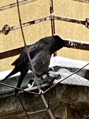 Corvus cornix