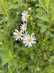 Argyranthemum