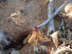 Microhodotermes viator