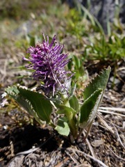 Veronica wyomingensis