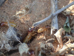 Microhodotermes viator