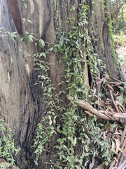 Acanthocheila visenda