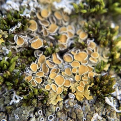 Fungi