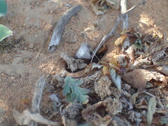 Microhodotermes viator