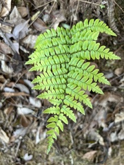 Dryopteris championii