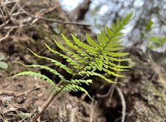Dryopteris championii