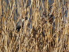 Spodiopsar cineraceus