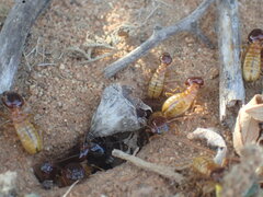 Microhodotermes viator