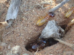 Microhodotermes viator