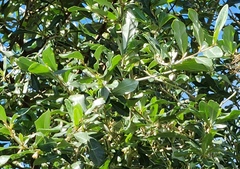 Elaeagnus oldhamii