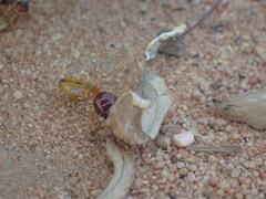 Microhodotermes viator