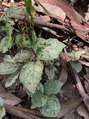 Acanthocheila visenda