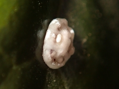 Ceroplastes japonicus